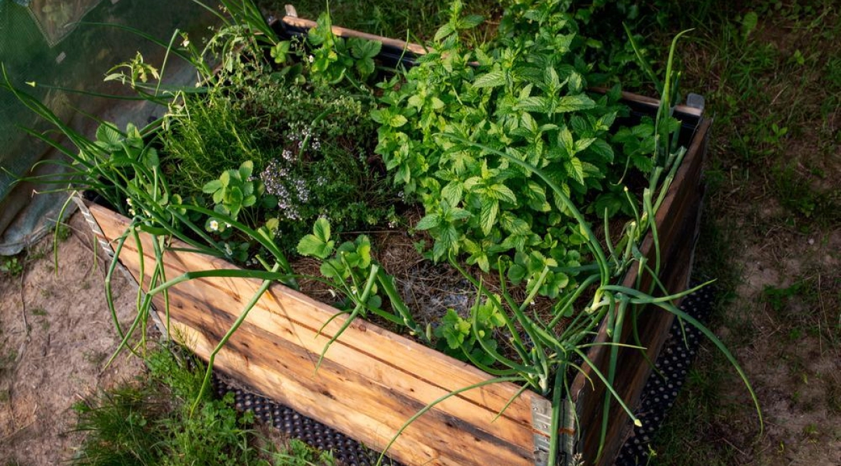 Potager