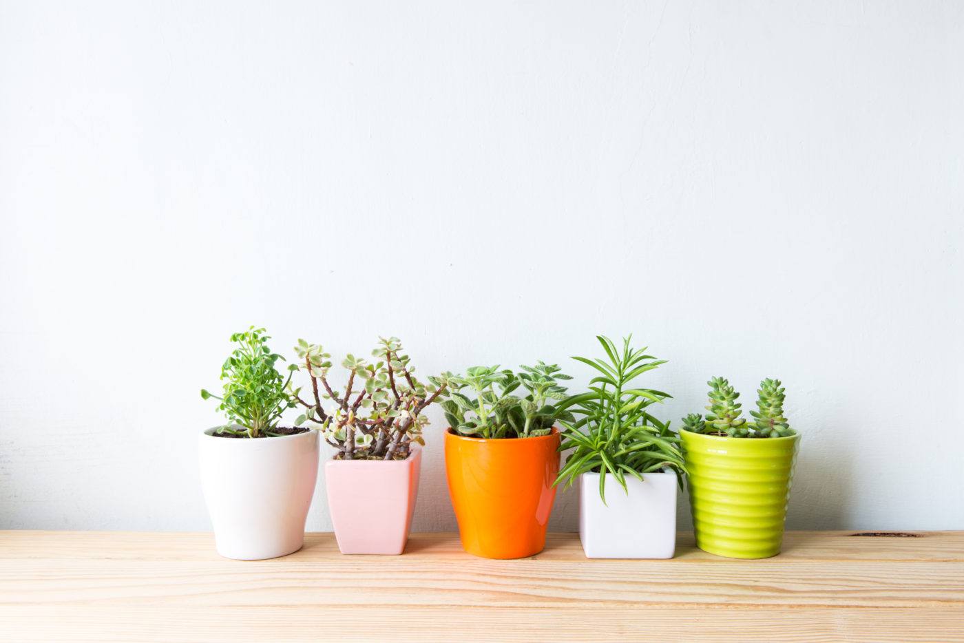 Comment choisir le cache-pot idéal pour sublimer votre plante d'intéri – La  Green Touch