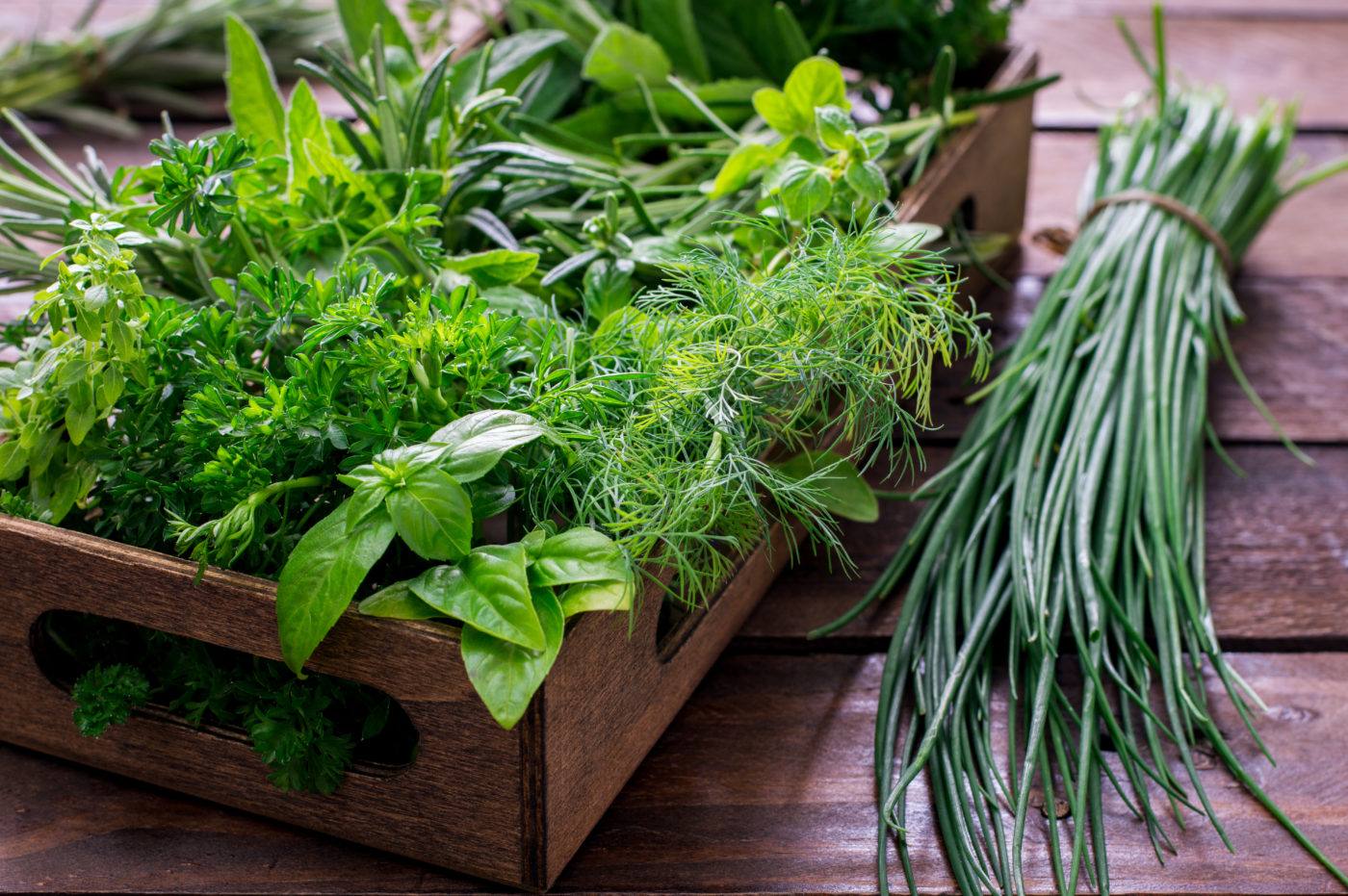 Passion Jardins La culture des fines herbes en pot