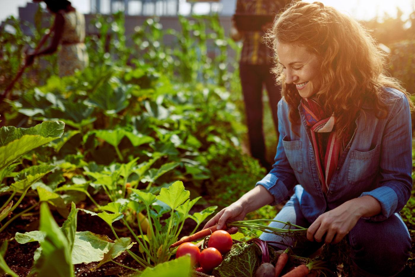 Passion Jardins  Préparer le sol de votre potager en 8 étapes