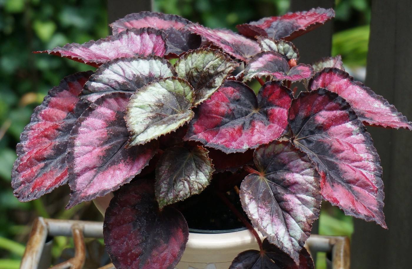 Passion Jardins | Bégonia rex - incontournable au jardin