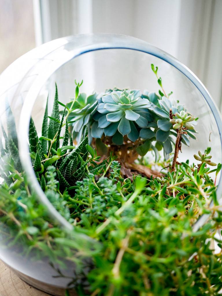 Passion Jardins La culture des plantes succulentes et des cactus, c