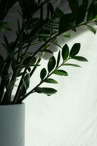 10 plantes d'intérieur à suspendre