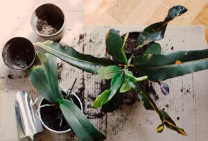 Comment bien rempoter ses plantes d'intérieur