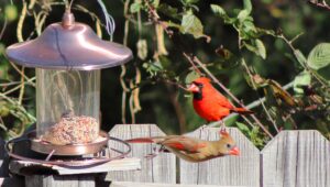 Nourrir sainement les oiseaux du jardin - Mon jardin d'idées