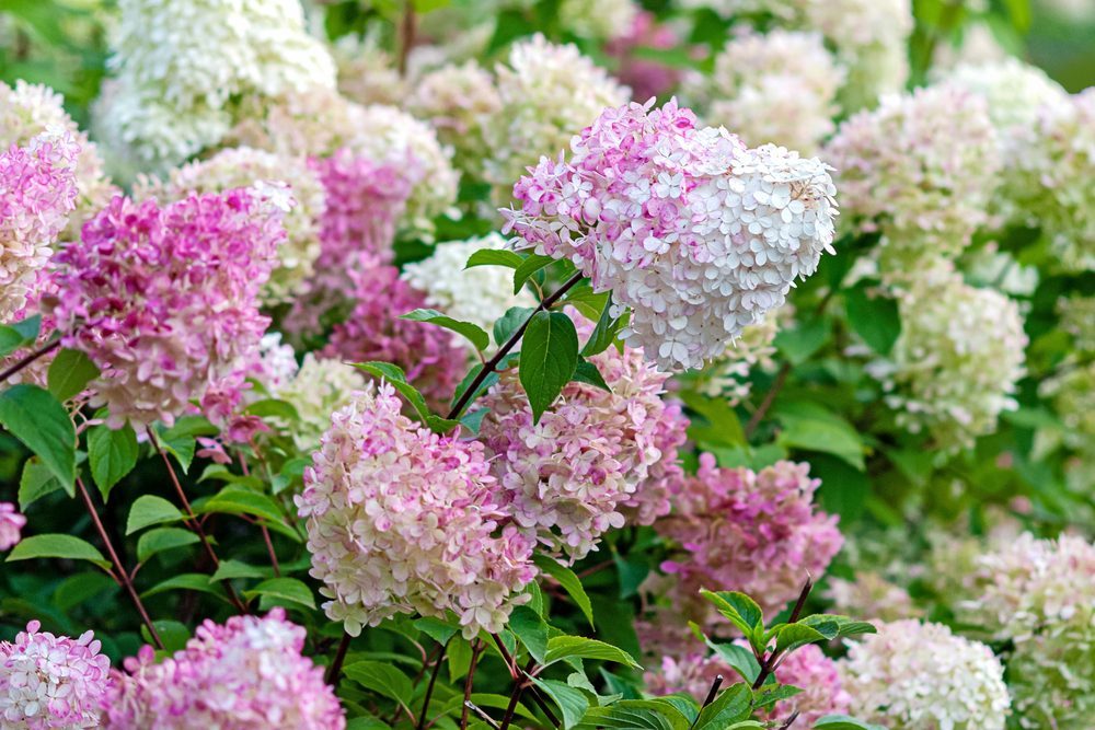 Passion Jardins | L’hydrangée : une incontournable pour votre cour