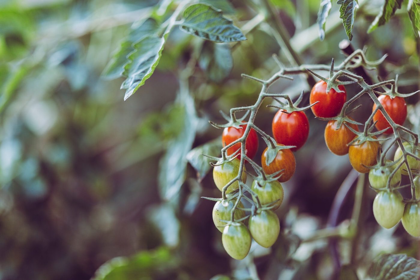 Potager: comment avoir de belles tomates?