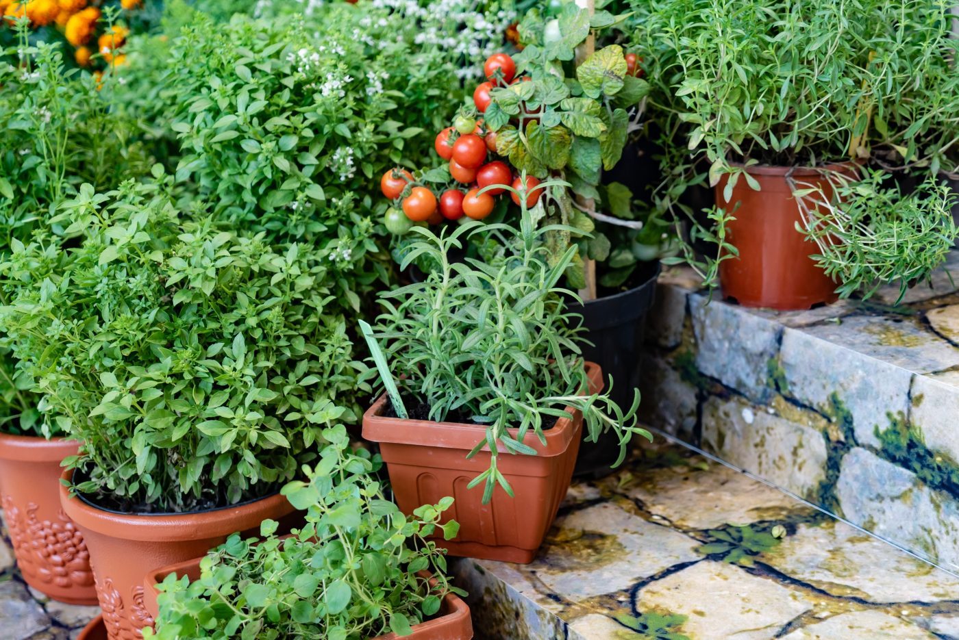 Passion Jardins  Comment choisir les bons contenants pour vos plantes