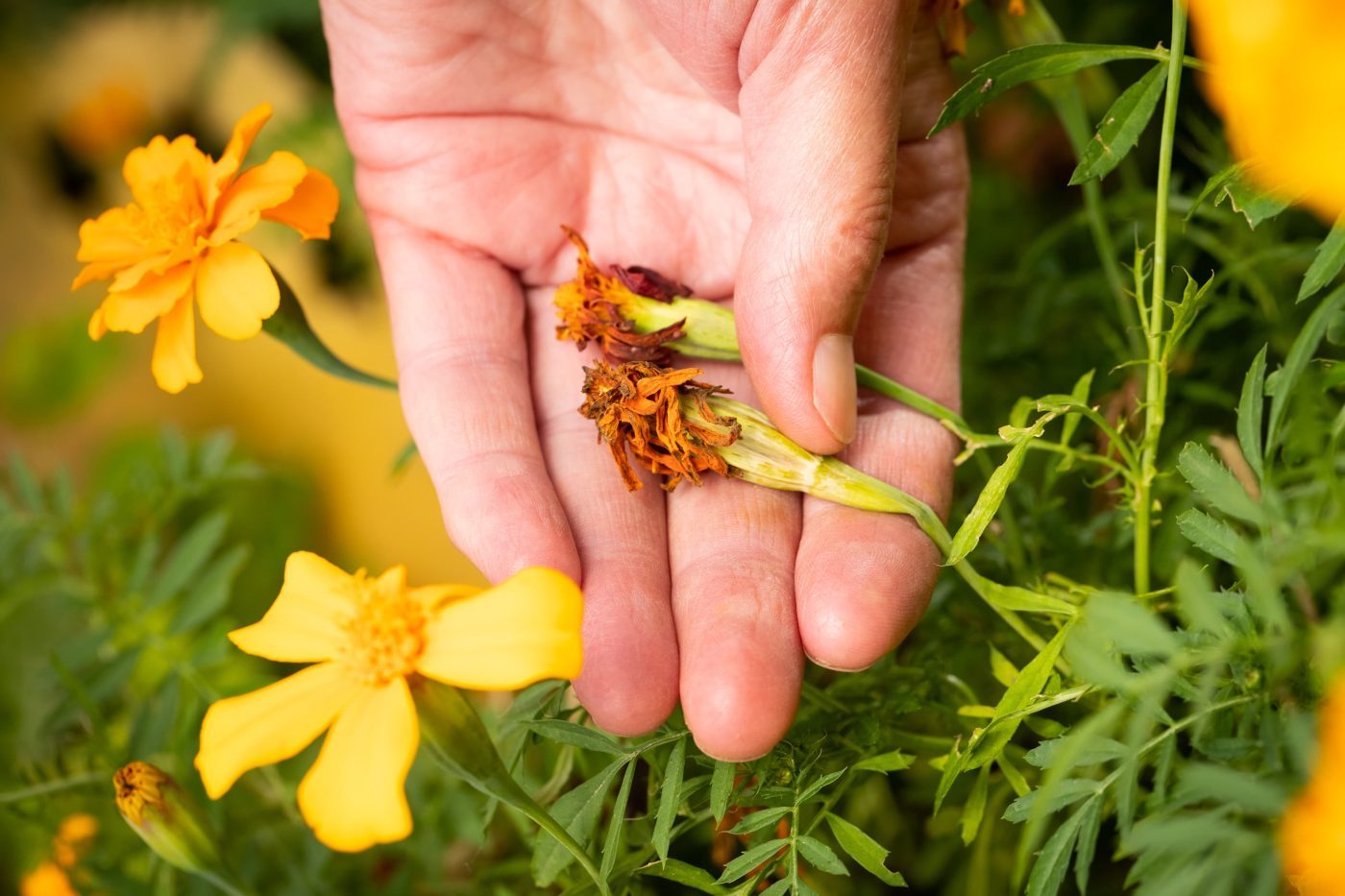 Semer des graines : tout ce qu'il faut savoir, nos conseils et astuces -  Blog Promesse de fleurs