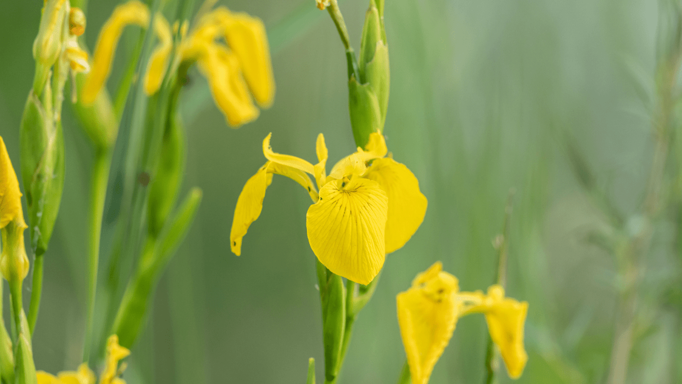 Découvrez l’histoire derrière l’emblème du Québec la fleur de lys