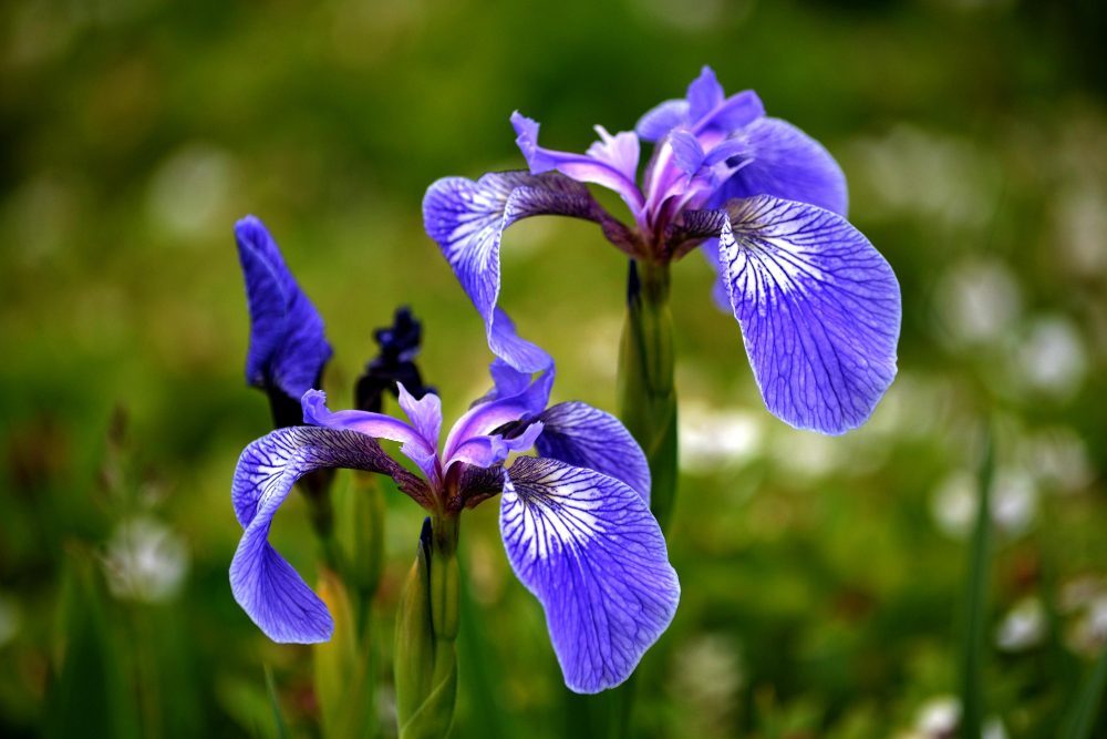 Découvrez l’histoire derrière l’emblème du Québec la fleur de lys